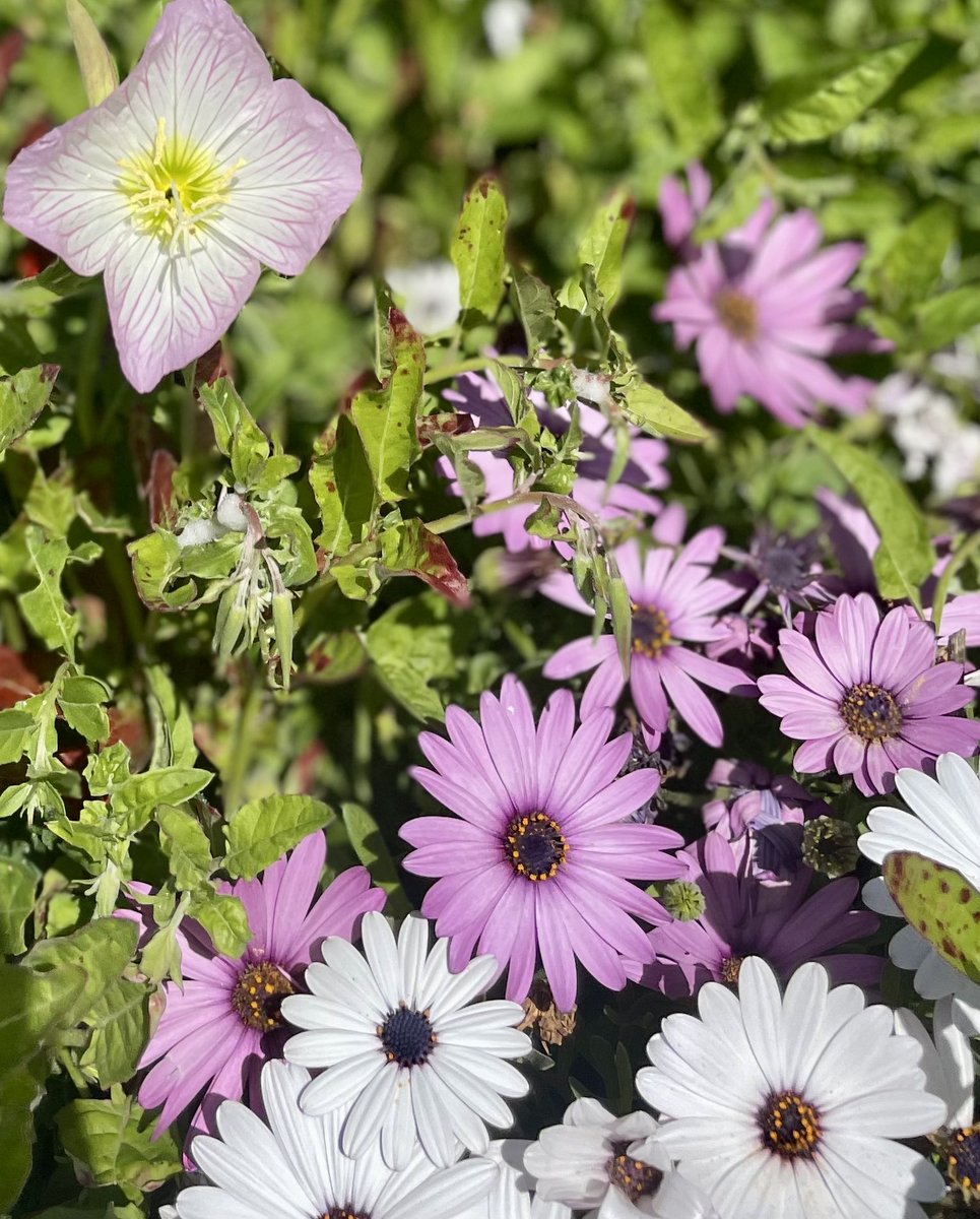 FDiniz1nOnly's tweet photo. 😎When you need to take a walk around the neighborhood to recharge and realize that spring has sprung- with or without you…#DontMissOut #springtime #recharge #Grateful #NaturalBeauty #flowersandfireworks #community #gobeyondthetransaction #doittoitwithpurpose #founderscommerce https://t.co/68zcLC33PP