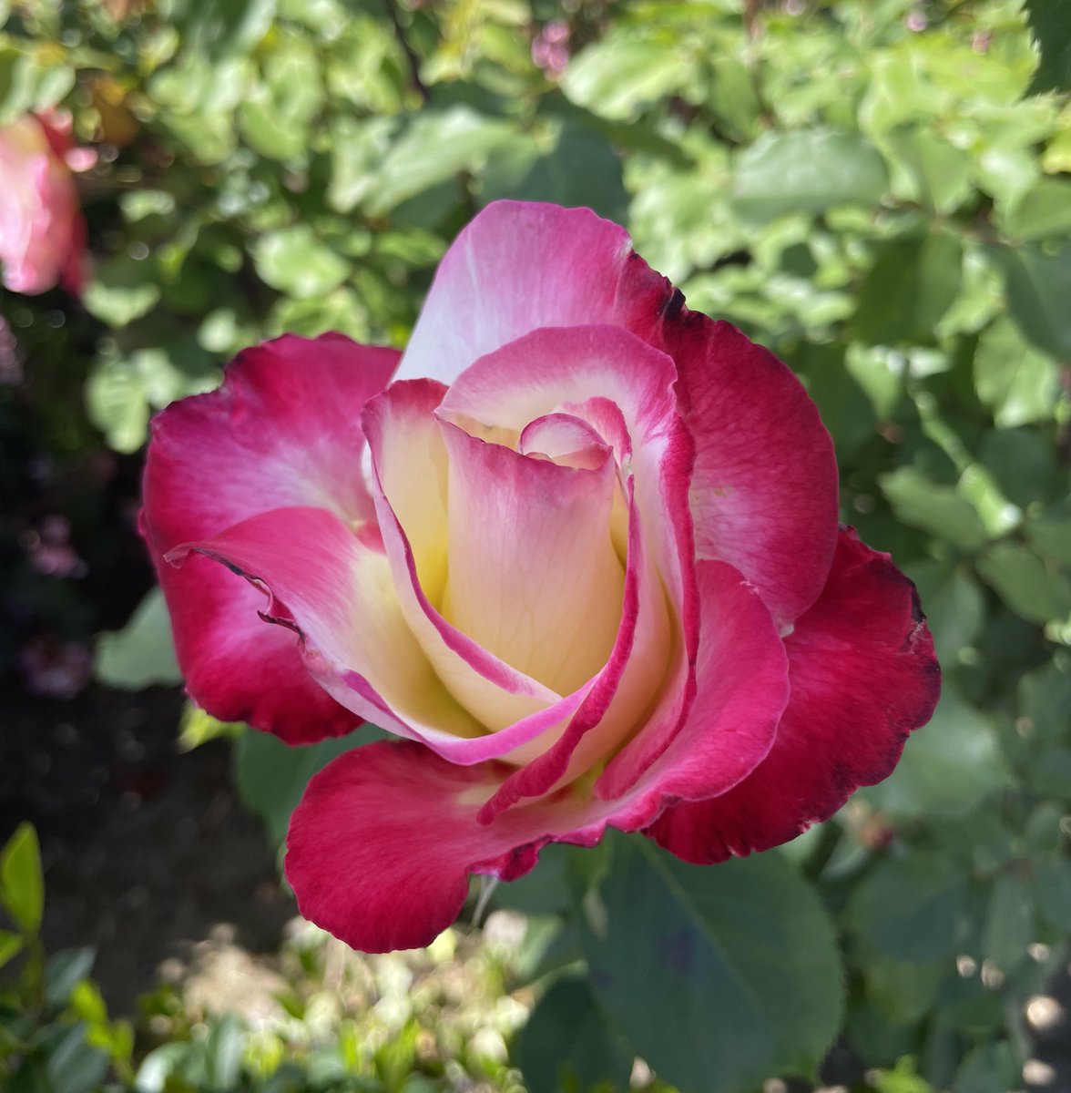 FDiniz1nOnly's tweet photo. 😎When you need to take a walk around the neighborhood to recharge and realize that spring has sprung- with or without you…#DontMissOut #springtime #recharge #Grateful #NaturalBeauty #flowersandfireworks #community #gobeyondthetransaction #doittoitwithpurpose #founderscommerce https://t.co/68zcLC33PP