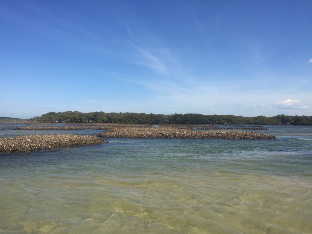 Dr Ana Bugnot (@drabugnot) on Twitter photo Oyster reefs facilitate bioturbation in surrounding sediments. You can read all about it here: doi.org/10.1002/ecs2.4…. Also, a sneak peek of upcoming work, these same bioturbators drive nutrient cycling around reefs. Stay tuned, a lot more to come <a href="/SydneySOLES/">Sydney Uni Life&Env</a> <a href="/harbourprogram/">Sydney Harbour Research Program</a> Oyster reefs facilitate bioturbation in surrounding sediments. You can read all about it here: doi.org/10.1002/ecs2.4…. Also, a sneak peek of upcoming work, these same bioturbators drive nutrient cycling around reefs. Stay tuned, a lot more to come <a href="/SydneySOLES/">Sydney Uni Life&Env</a> <a href="/harbourprogram/">Sydney Harbour Research Program</a>
