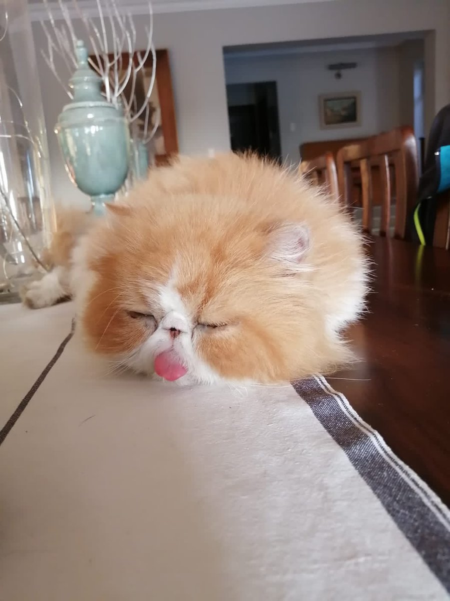 wetrying1's tweet photo. tongues of puns 🦁

#wetrying #toothlesscatsociety #cryptocats #cryptoart #nftart https://t.co/P41A2u150n