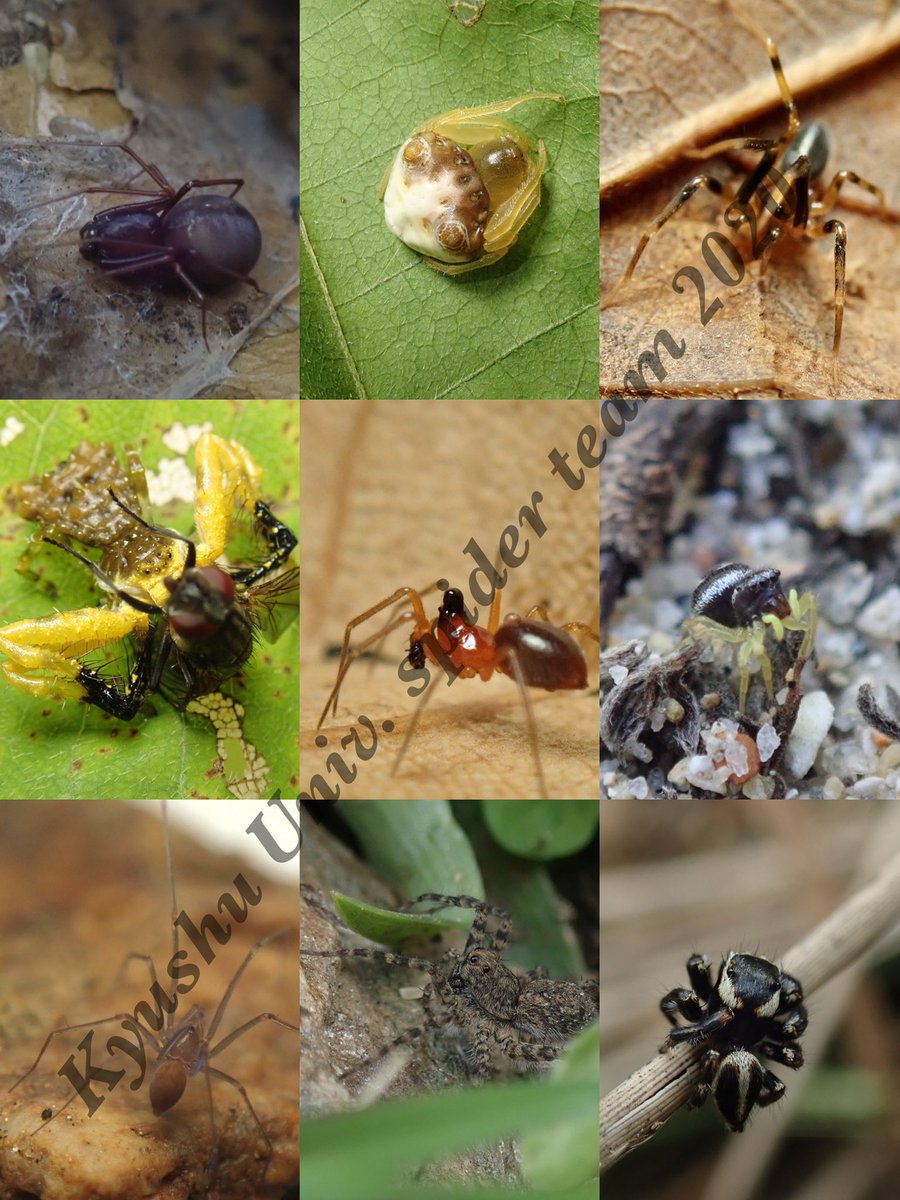 Shogo Noguchi Shogo Spider Twitter