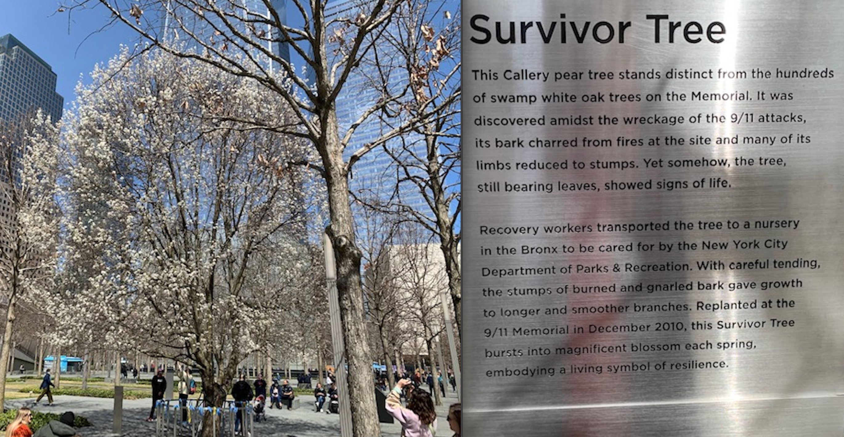 Bruce Sussman on X: The Survivor Tree in all its inspiring spring glory at  the ground zero memorial. I pass it every day on my way to the theater.  Today I had