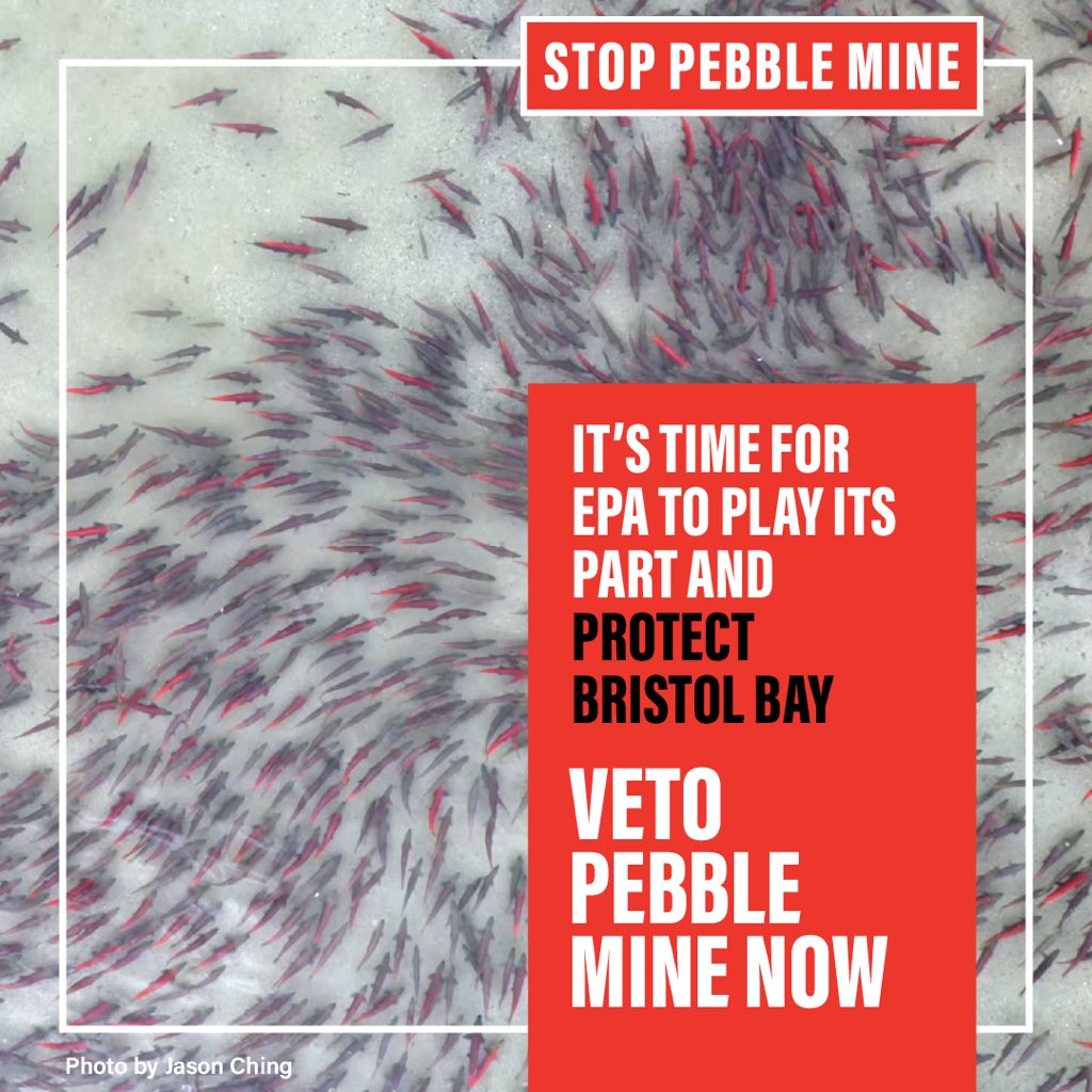 A $2.2 billion fishery, 15,000 jobs, and the greatest sockeye salmon run on Earth are at stake. But this story doesn’t have to end in devastation. The U.S. Environmental Protection Agency can play its part and protect #BristolBay from Pebble Mine. It's time. #VetoPebbleMine