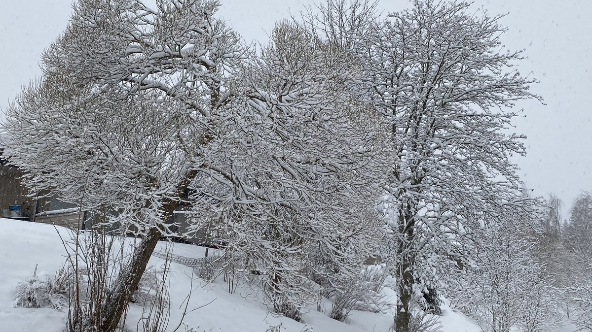 katjajrasanen's tweet photo. 20 - heavy but calm snow fall-
Sound: Eurasian blackbird (very subtle)
Sight: Blue tit
- this snow fall is soothing, but it does not take away the sense of deep evil &amp; inhumanity when reading news from #Ukraine - 
#FirstOfTheMorning #birds #hope #FendingForLight #PeaceForUkraine https://t.co/7gYSX1hBwu