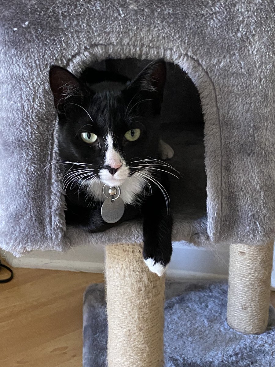 slem914's tweet photo. It’s not #caturday but had to share my Daisy &amp; Lexi with ya’all #tuxedocats #thelmaandlouise #livingtheirbestlife #rescues #CatsOfTwitter #mygirls @thechrisbarron https://t.co/NcoW6laQuJ