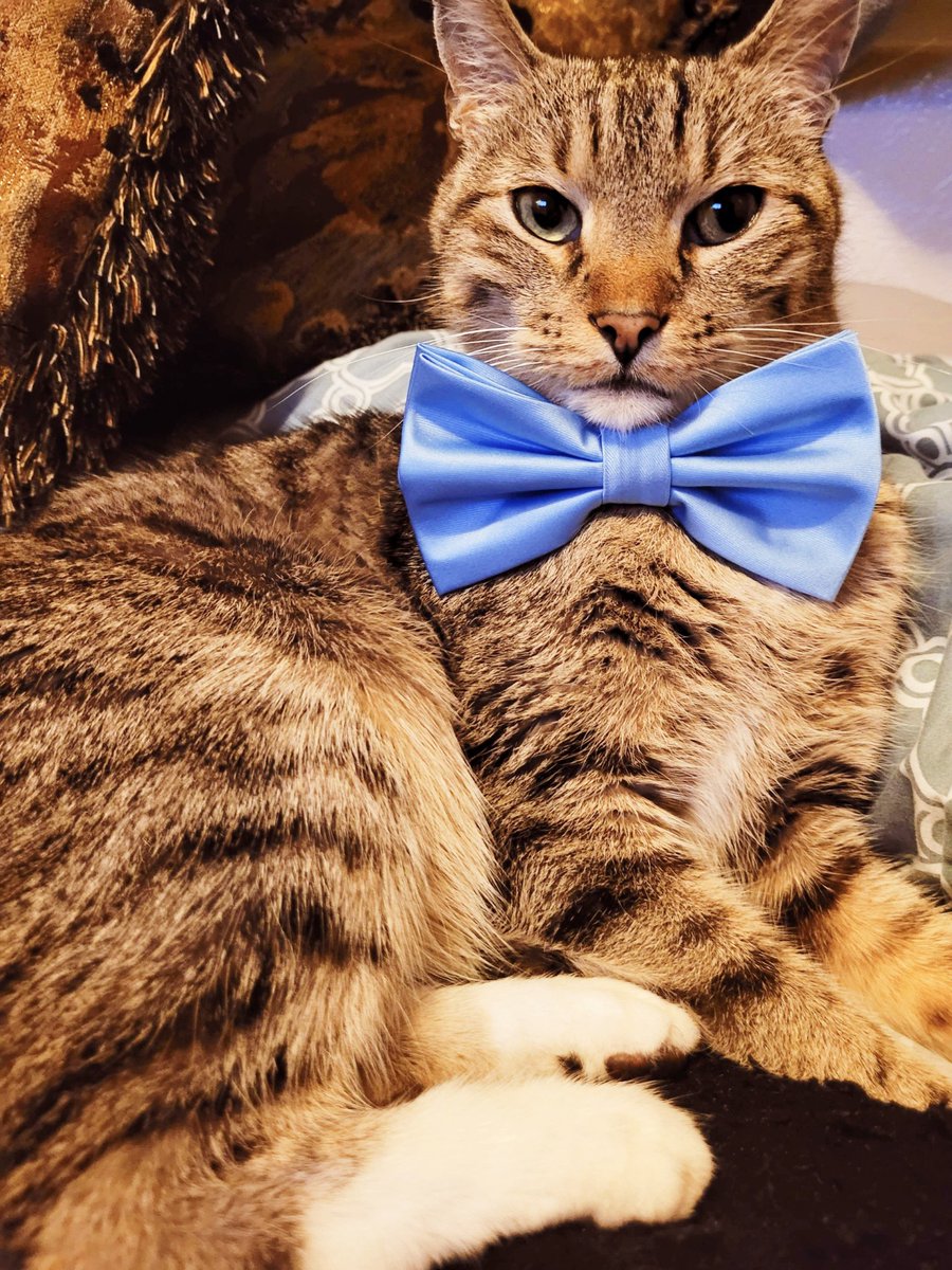 fastesaletter's tweet photo. Blessing your Feed with the Captivating looks of our Mr. Cat π
.
.
.
Rate our Boss Cat πΉ from 1 to 10
#fastesaletter #emotionalsupportanimal #cat #catboss #catlife #kitten #caturday #mycat #catoftheday #bow #catlovers #catbow #california #explore #usa #emotionalsupportcat #esa https://t.co/4EPvhCtvwa