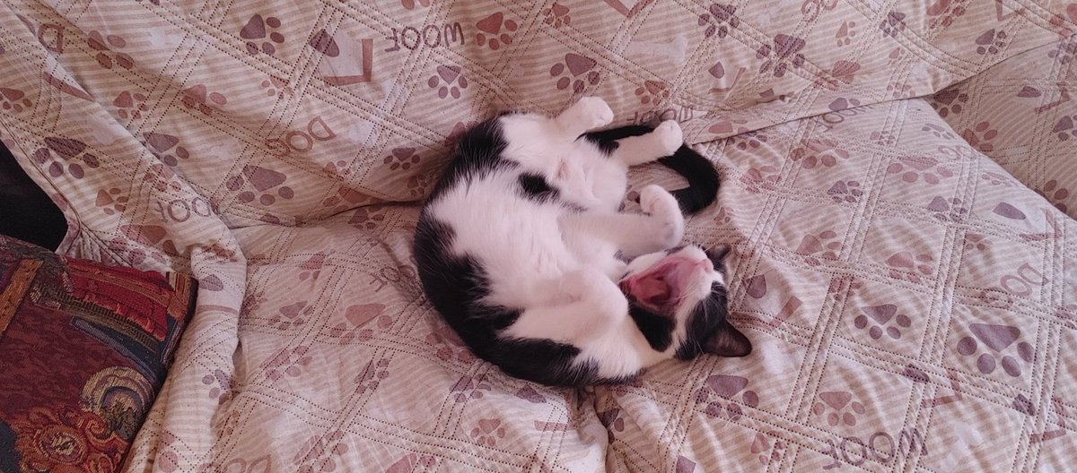 HeartlessJerk_'s tweet photo. @lynienicole Here's butters. She has no teeth. Its fine tho its been years and she still hasn't noticed https://t.co/pjaP1Lszi1