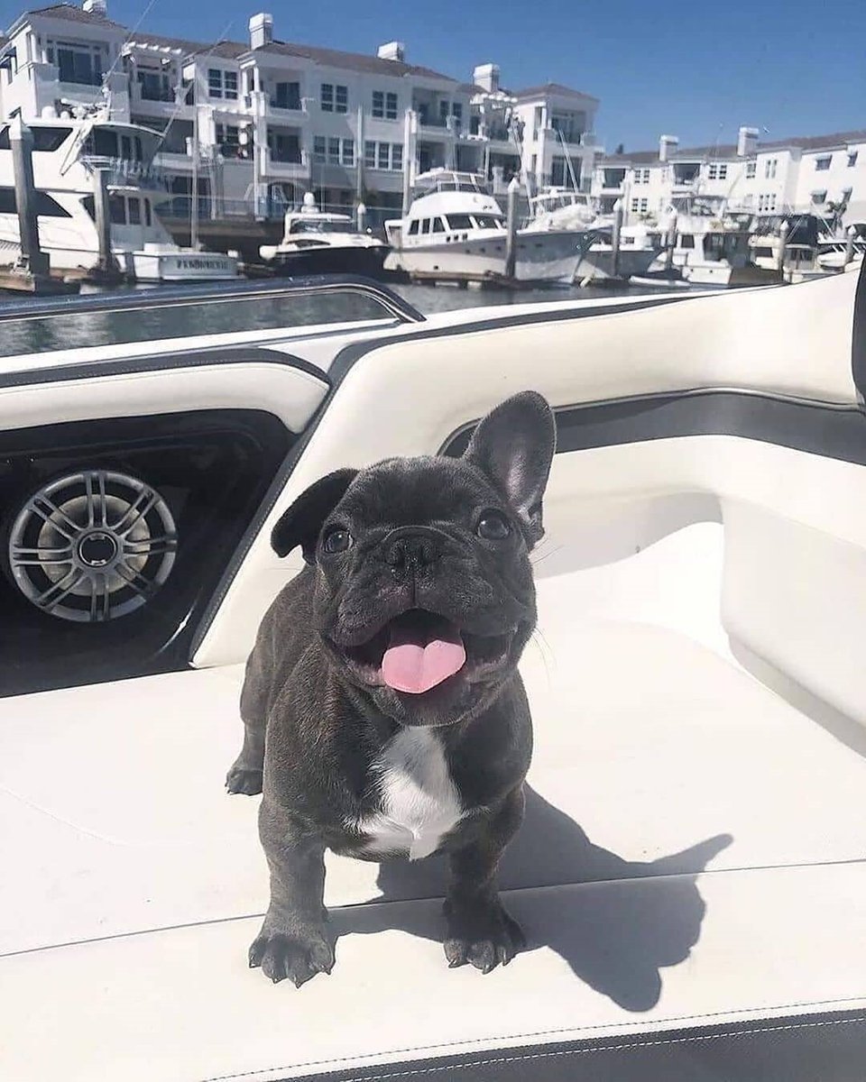 💕
#frenchbulldog