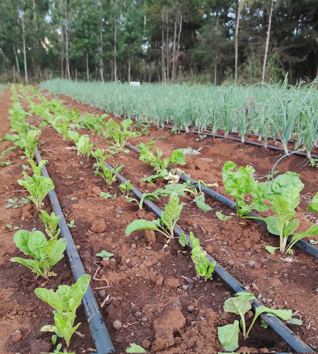 CalebKaruga's tweet photo. Some of the benefits of Drip Irrigation I’m experiencing so far: 
•Precise  water application to the root system
•Prevents over-watering
•Results in less weeding
•Conserves water
•Saves time &amp; money
Let me know how I can be of help.  #DripIsLife https://t.co/hnbZYsIlsm