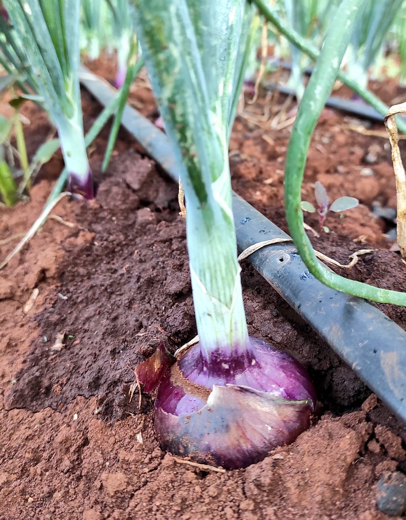 CalebKaruga's tweet photo. Some of the benefits of Drip Irrigation I’m experiencing so far: 
•Precise  water application to the root system
•Prevents over-watering
•Results in less weeding
•Conserves water
•Saves time &amp; money
Let me know how I can be of help.  #DripIsLife https://t.co/hnbZYsIlsm