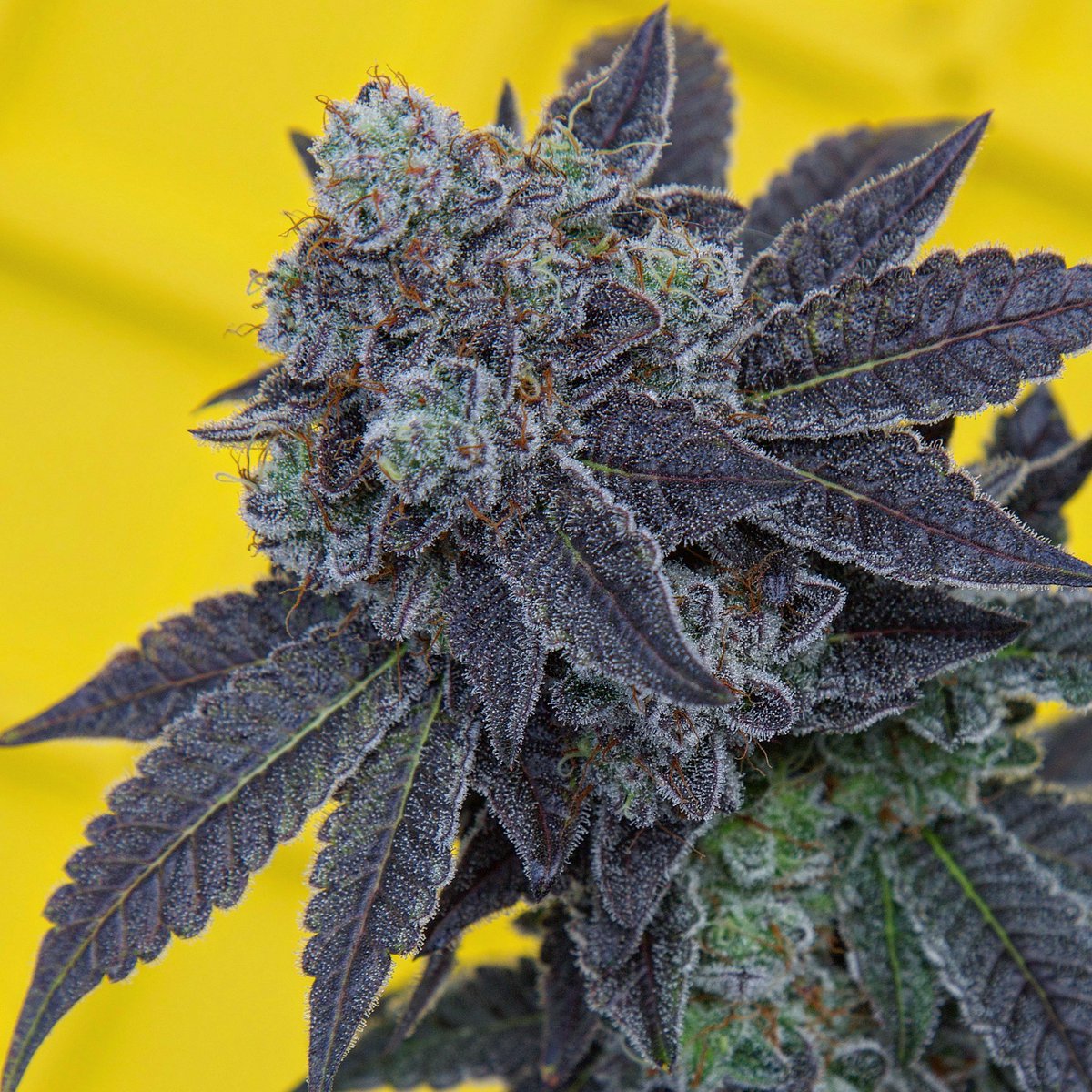 SpIiffWizard's tweet photo. Singapore Sling 🇹🇷🍹
(Tiki Cookies x Creamsicle)
Grow 🌱 Rip City Roots Portland, Or
Photo 📷 @SpIiffWizard 

#bud #weed #oregonweed #pdxweed #stonerbabes #cannabiscultivation #hightimesmagazine #smokesesh https://t.co/RXoxPMoBwJ