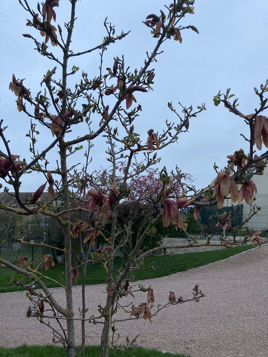 OlivierCOSTE2's tweet photo. Le #MagnoliaForEver est Kaputt. https://t.co/cM0bIje8PS