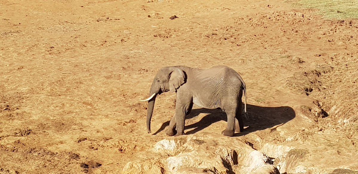 JaneMarriottUK's tweet photo. Fantastic weekend in the Abadare National Range. #Magicalkenya https://t.co/IZnITtVTXu