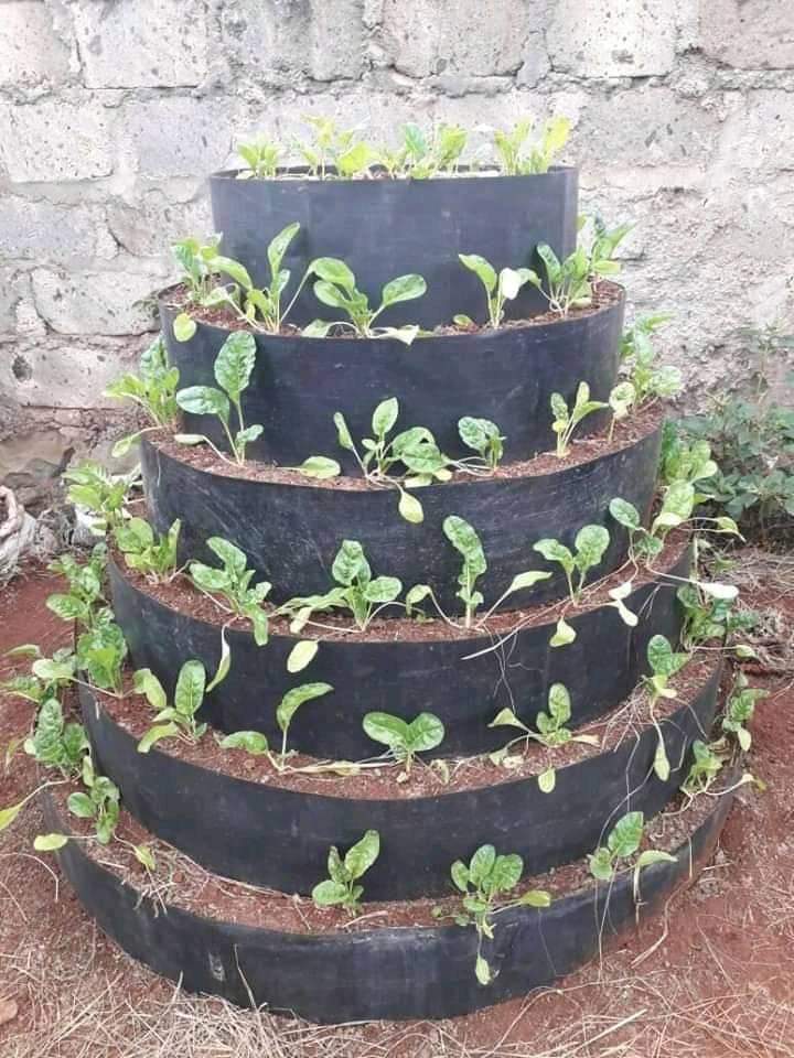 Martinthuom's tweet photo. A multistorey garden enhances utilization of water effectively since it holds many plants per unit area, 80-120 plants per 4m sq. It is appropriate for spinach, lettice,herbs, kales, managu, strawberries etc. Available at affordable cost of ksh 1600. Contact 0720215559
#FuelShort https://t.co/bCOeNG11I4