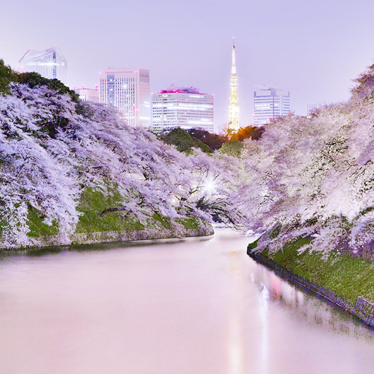 iichi_hojo's tweet photo. 桜雨、千鳥ヶ淵の満開の桜

#キリトリ世界 #写真好きな人と繫がりたい #写真で伝える私の世界 https://t.co/4SuLZjO2ni