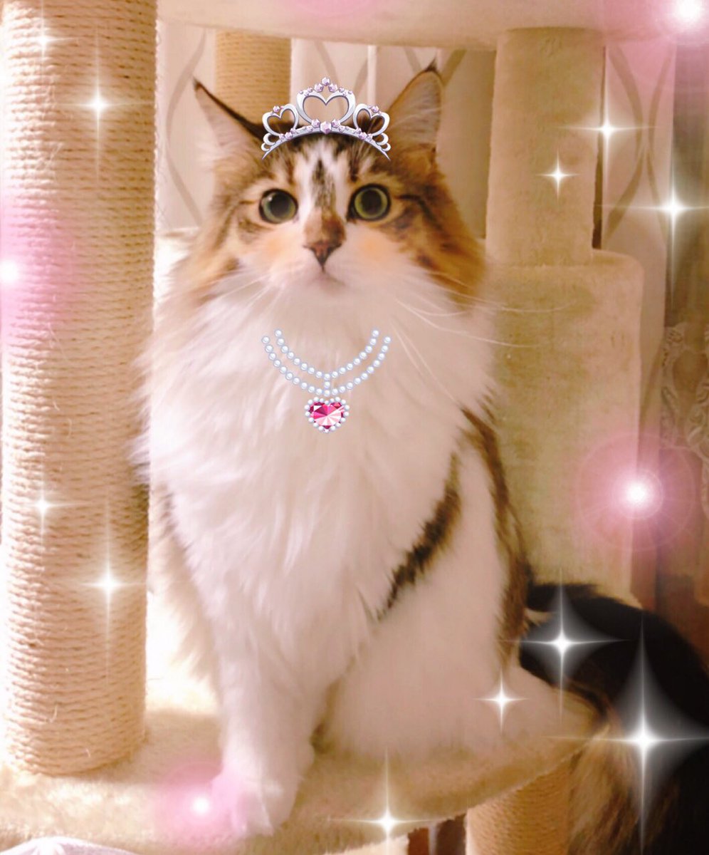 1kimimi1's tweet photo. name🔖だよん ♂

温厚でとても優しい子💜
天然でお調子者🐾
存在が癒し✨
頑固な一面も💦
悪性肥満細胞腫克服💚

name🔖しずく♀

面倒見のいい優しい子💛
頭が良くてアクティブ🐾
甘え上手💕
すごく食いしん坊🍖
我慢強く気も強い✨

親バカ固ツイ更新🆙

#猫好きさんと繋がりたい よろしくです🤗 https://t.co/duaX0jpzLW