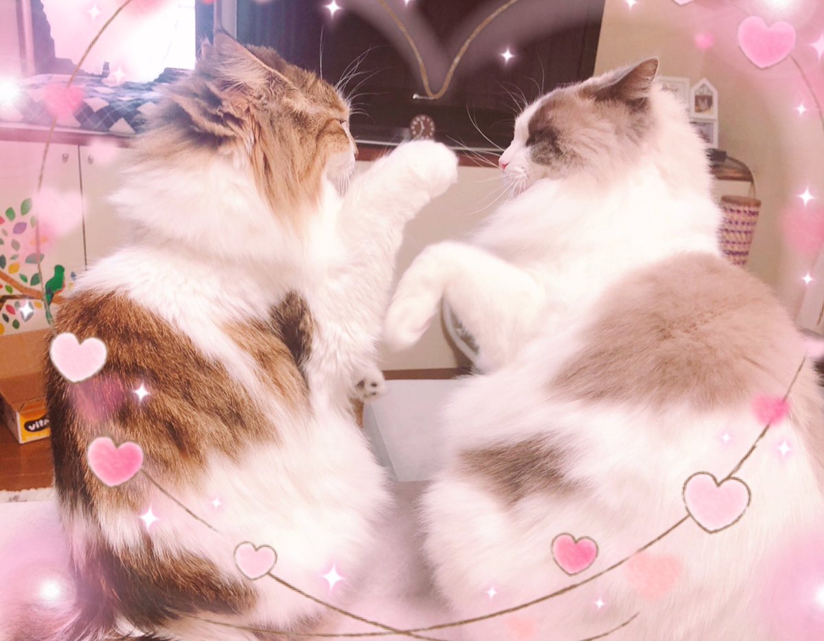 1kimimi1's tweet photo. name🔖だよん ♂

温厚でとても優しい子💜
天然でお調子者🐾
存在が癒し✨
頑固な一面も💦
悪性肥満細胞腫克服💚

name🔖しずく♀

面倒見のいい優しい子💛
頭が良くてアクティブ🐾
甘え上手💕
すごく食いしん坊🍖
我慢強く気も強い✨

親バカ固ツイ更新🆙

#猫好きさんと繋がりたい よろしくです🤗 https://t.co/duaX0jpzLW