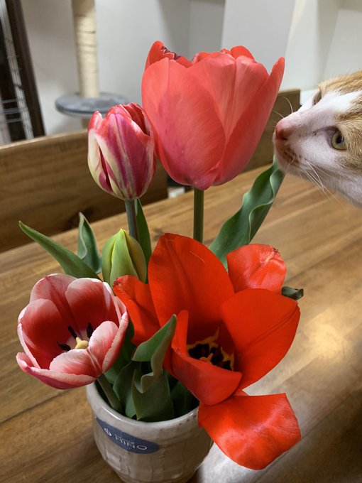 Twitterのコスプレ画像33