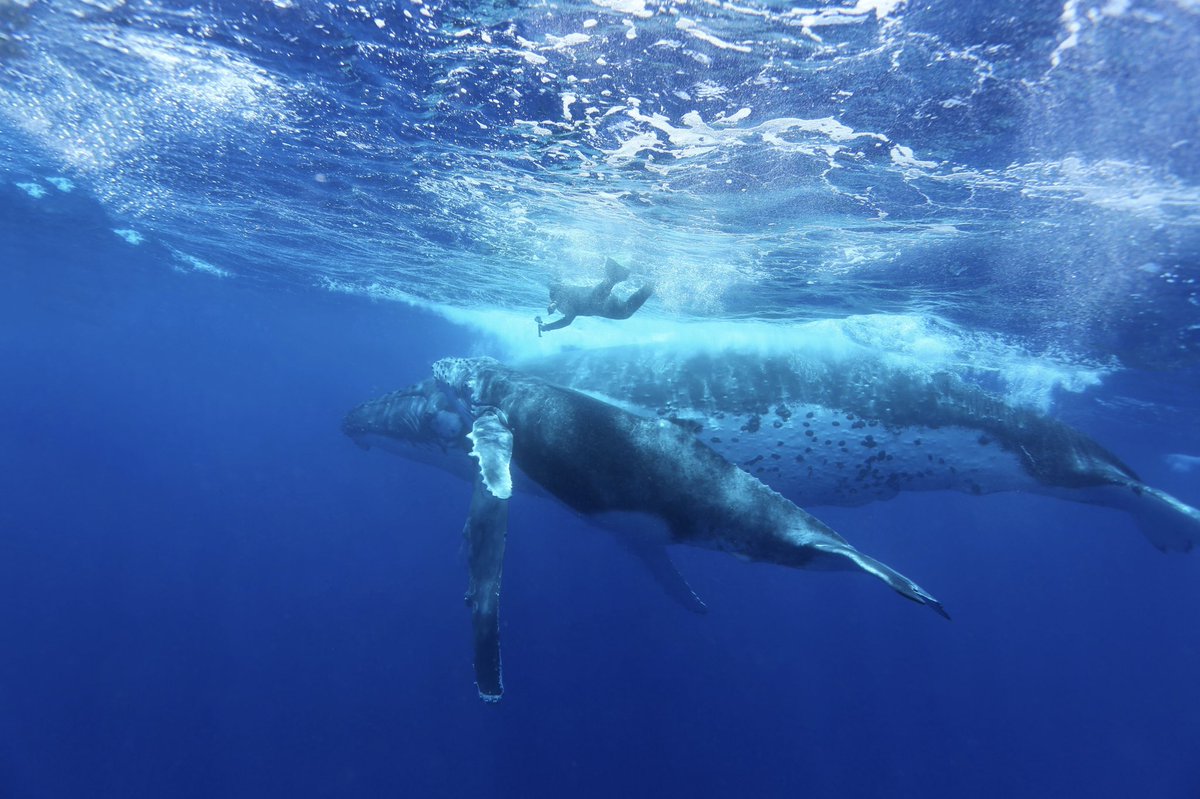 Moonpie153 tweet media