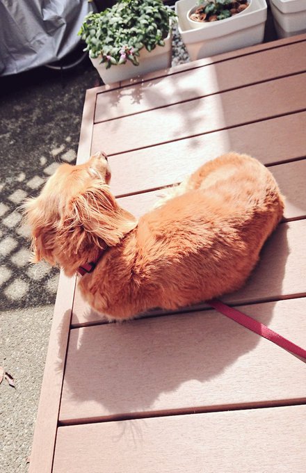 デッキぼっこチャス🌞 