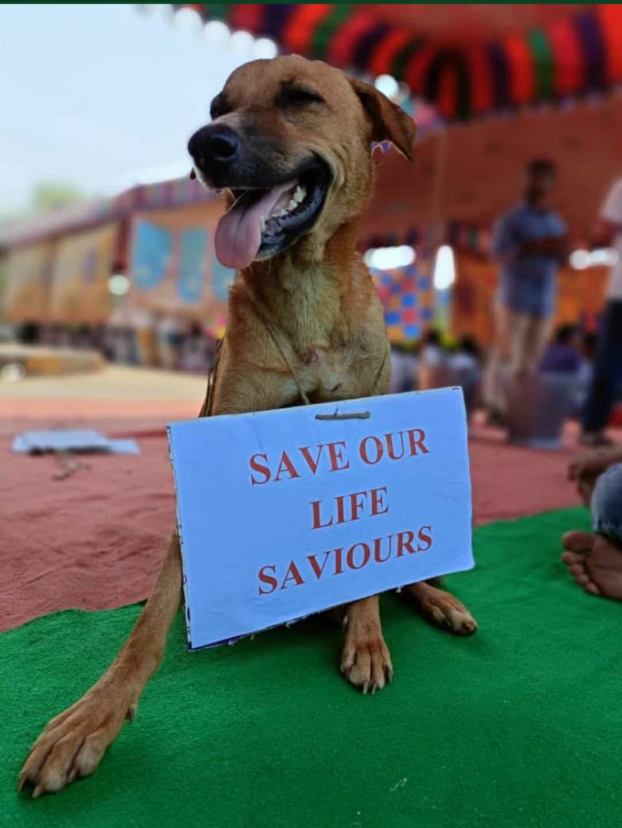 पशुओं का उपचार करने वाले इंटर्नशिप छात्र, जो बिना किसी अवकाश के पूरा साल इन बेजुबान पशुओं की सेवाओं और उपचार पे लगा देते हैं  उनका इंटर्नशिप भत्ता इस महंगाई के ज़माने में केवल 1000 रूपया है जो अन्य राज्यो के मुकाबले बेहद कम है। <a href="/myogioffice/">Yogi Adityanath Office</a>

<a href="/ANINewsUP/">ANI UP/Uttarakhand</a> <a href="/dharampalbjpmla/">Dharampal Singh</a>