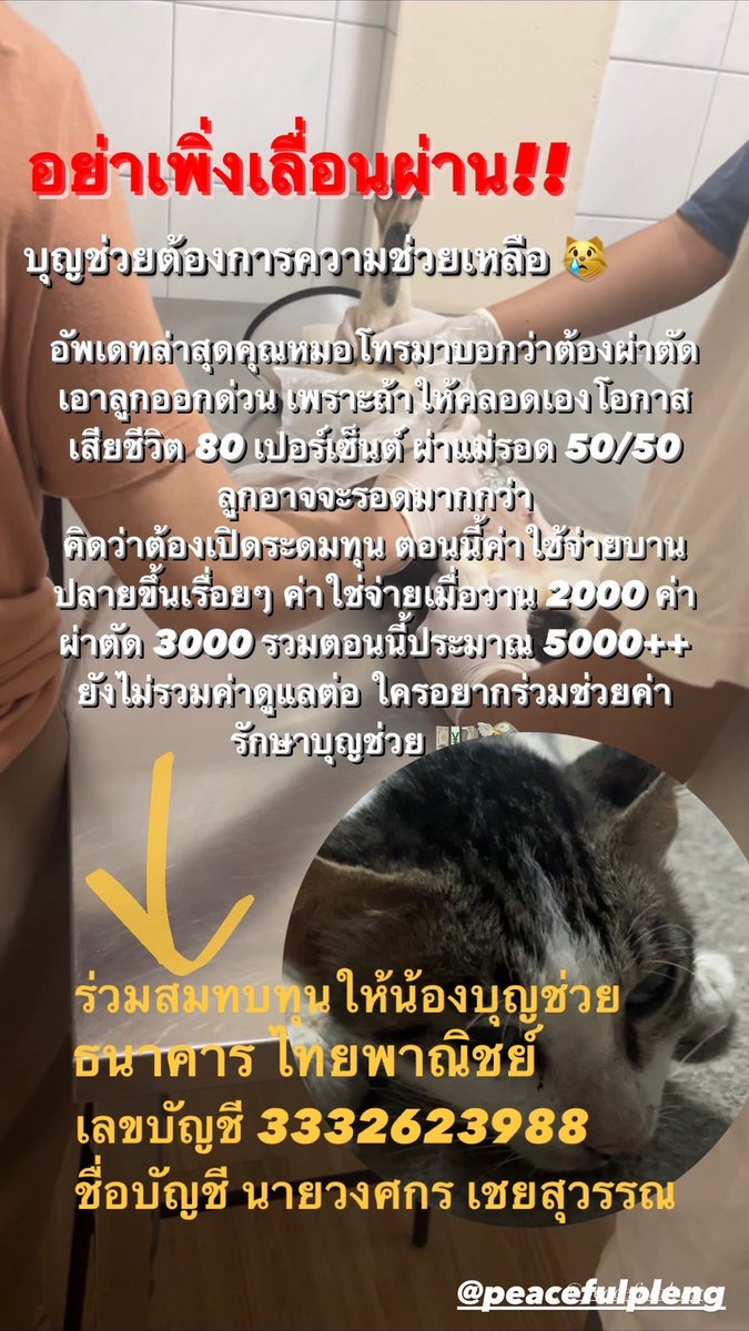 pxn97's tweet photo. เมื่อวานเพื่อนเจอแมวบาดเจ็บ+น้องร้องเสียงแปลกๆเลยพาไปหาหมอ อัลตราซาวเจอว่าน้องท้องต้องผ่าคลอดไม่งั้นไม่น่ารอด ตอนนี้ค่ารักษาเริ่มบานปลาย ร่วมสมทบทุนได้ทาง
SCB 3332623988
นายวงศกร เชยสุวรรณ
ขอบคุณล่วงหน้านะคะ (จะมาอัพเดทอาการน้องเรื่อยๆใต้ทวิตนี้ค่ะ)
#แมวจร #ช่วยแมว https://t.co/ZhE8tygVaO