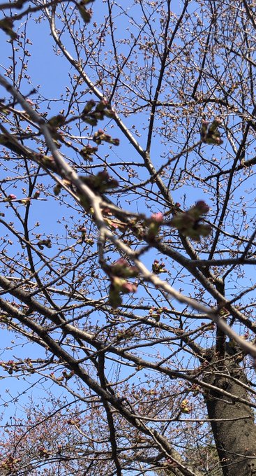 タイヤ交換も終わったので近所の公園ぶらっと散歩したけどまだまだ花も蕾

人もぼちぼち出てたけど、ニーハイ女子どころかミニスカ女子すら壊滅状態なこの世の中よ… 