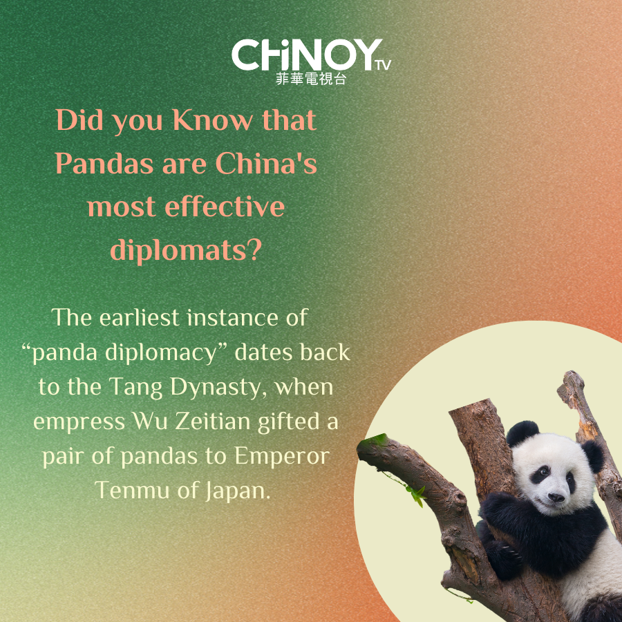 Pandas are not just cute and fluffy animals, they are also diplomats! 🐼

Learn more about Panda Diplomacy here: chinoy.tv/panda-diplomac…