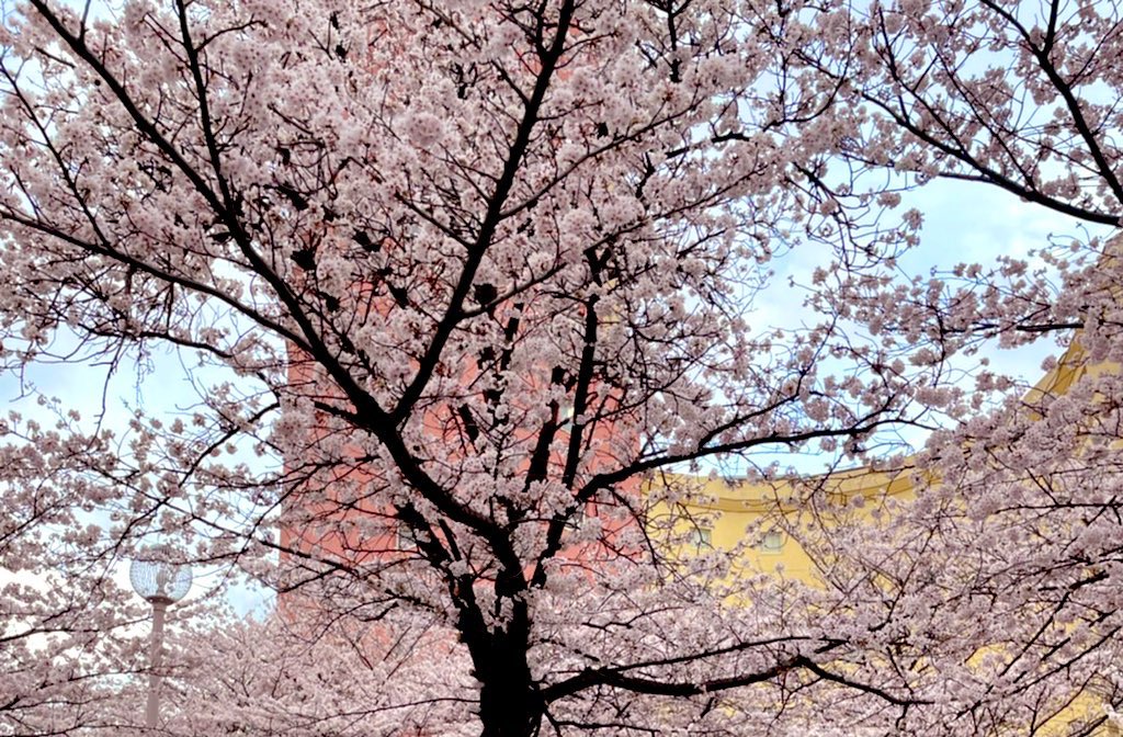 Guts_Sapporo's tweet photo. ご無沙汰してました🌸すっかり春めいてきた札幌✨今日は特に天気良く気持ち良いですね‼︎今日は先日１周年を迎えた手稲駅前店まで行ってきました🚗
今後とも、中央店と共に手稲駅前店も宜しくお願いします😊#ガッツレンタカー札幌中央店 #札幌レンタカー #さくら #札幌Twitter会 #イマソラ #企業公式 https://t.co/vehLIF0Ah3