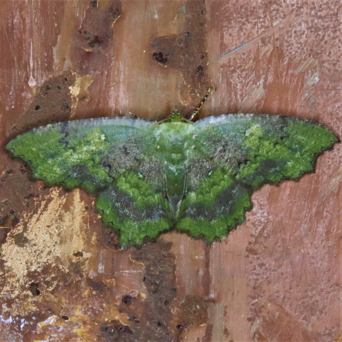 MondayMoth's tweet photo. Paramaxates sp. https://t.co/mOx1X5YKFr