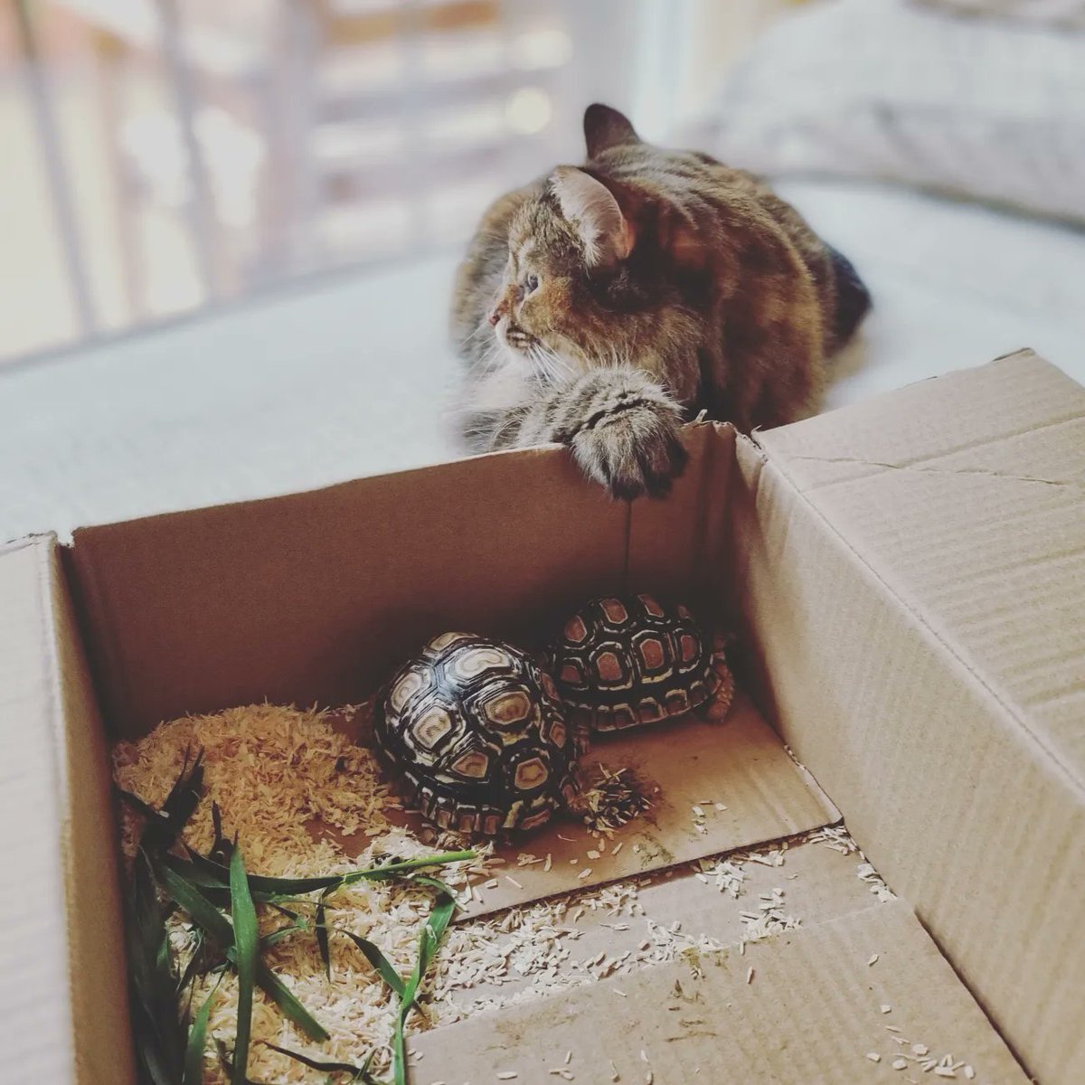 Izaac_Diaz's tweet photo. Cayetana 🐈 supervisando a las recien llegadas 
Zahora 🐢 y Bolonia 🐢 
Bienvenidas a Los Lunares!!
.
.
.
#Bienvenidas #tortuga #tortugas🐢 #tortugasdetierra #pardalis #pardalistortoise #pardalisbabcocki #pardalissnow #turtlesofinstagram #turtlesofig #cat #cats https://t.co/bzQ1xJu4GR