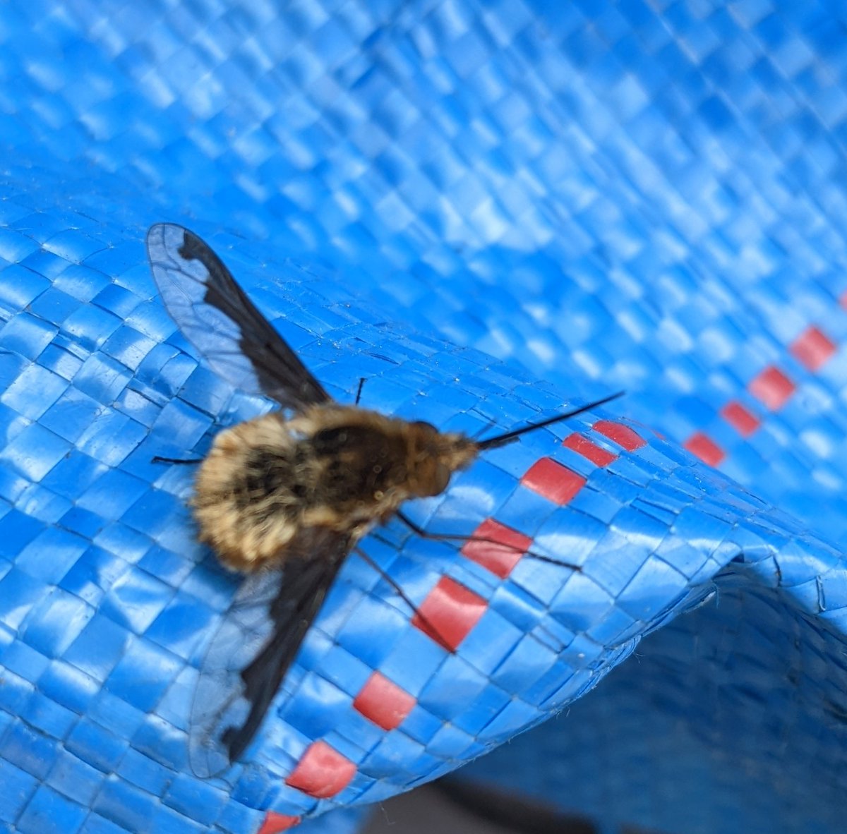 dawnbdavies's tweet photo. Just found this critter on my recycling bag. No idea what it is lol. Anyone know? https://t.co/f4rUYwvRVj