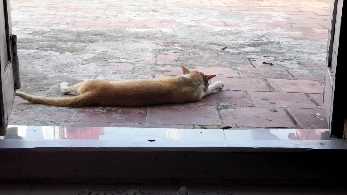 Preethtweetz's tweet photo. He's waiting for his caretaker 😂😂
#thisismycat 😘 https://t.co/itsfjMljca