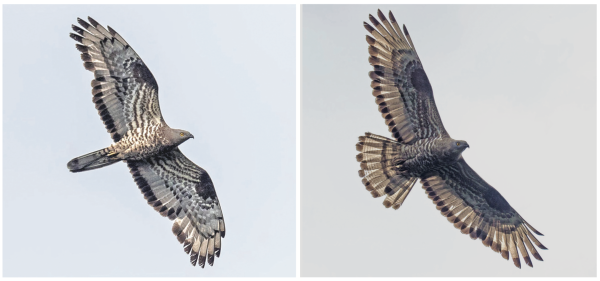 britishbirds's tweet photo. In April's issue of @britishbirds 
The Honey-buzzard in central Scotland
https://t.co/yzvWXxseYq
#ornithology #birding #conservation https://t.co/qHfGcFdoyN