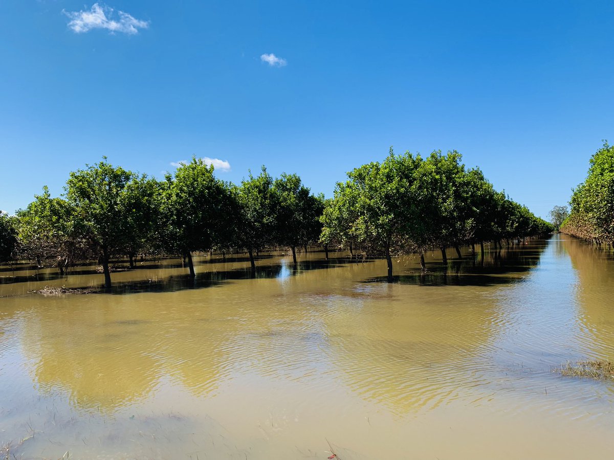 kimhonan's tweet photo. The drive to Woodburn from Lismore along Wyrallah Road. Macadamia orchard and sugar cane field still flooded, a dead soybean crop and another still under water. 🌧 https://t.co/9rdGIvJQiY