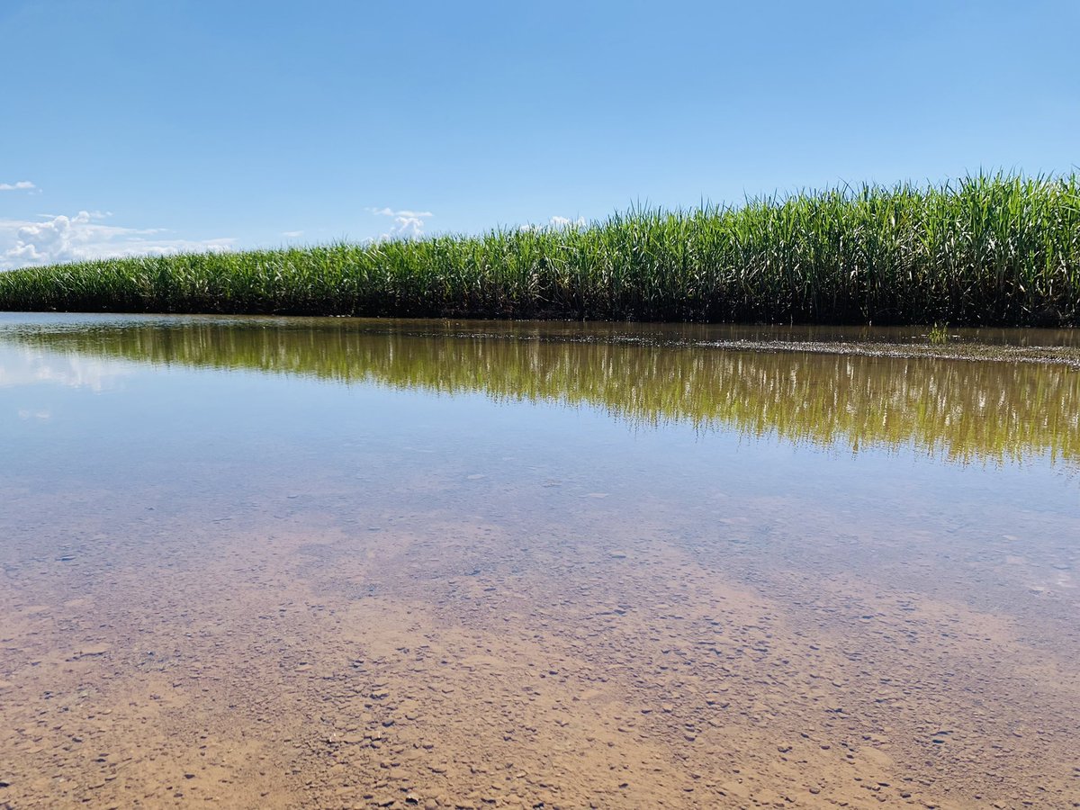 kimhonan's tweet photo. The drive to Woodburn from Lismore along Wyrallah Road. Macadamia orchard and sugar cane field still flooded, a dead soybean crop and another still under water. 🌧 https://t.co/9rdGIvJQiY