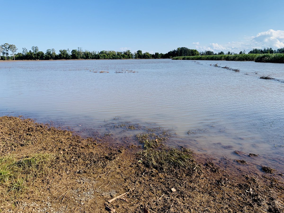 kimhonan's tweet photo. The drive to Woodburn from Lismore along Wyrallah Road. Macadamia orchard and sugar cane field still flooded, a dead soybean crop and another still under water. 🌧 https://t.co/9rdGIvJQiY