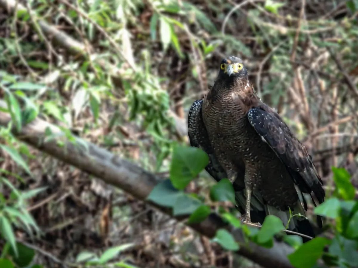 cuesonline's tweet photo. We are extremely thrilled to add the Crested Serpent #Eagle (Spilornis cheela) to our #birdchecklist, which was spotted for the first time at our Dheerpur Wetland Project Site! 

#Birding #Restoration #Birdsofprey #Newvisitor https://t.co/Hcexr5GtHi