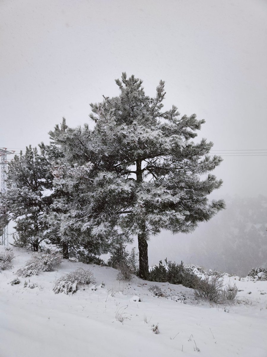 MeteOrihuela's tweet photo. ¡Paisaje teñido de blanco en el inicio de #abril! Esta mañana (05/04/2022), nevando en el entorno de #Nerpio (#Albacete), a una altitud de unos 1100 msnm. Bello enclave de la #SierraDelSegura. Imágenes: J Andrés Álvarez. https://t.co/GbUt5aAFMe