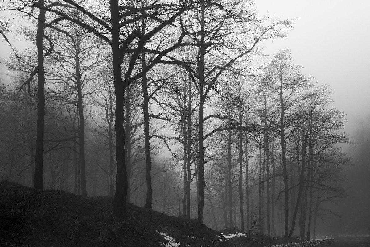 mmomenha's tweet photo. #photography #trees #bwphotography #masoud_momenha https://t.co/obZU9eBbjS