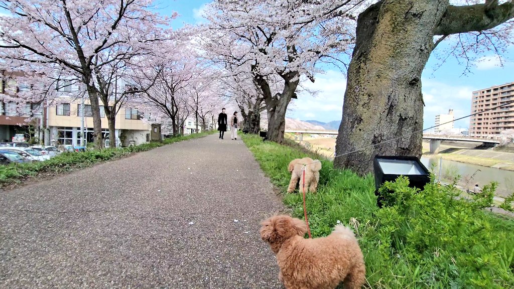 pwta's tweet photo. 足羽川の桜並木、綺麗でした♪ https://t.co/e557CJfF3A