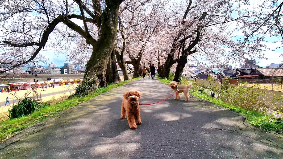 pwta's tweet photo. 足羽川の桜並木、綺麗でした♪ https://t.co/e557CJfF3A