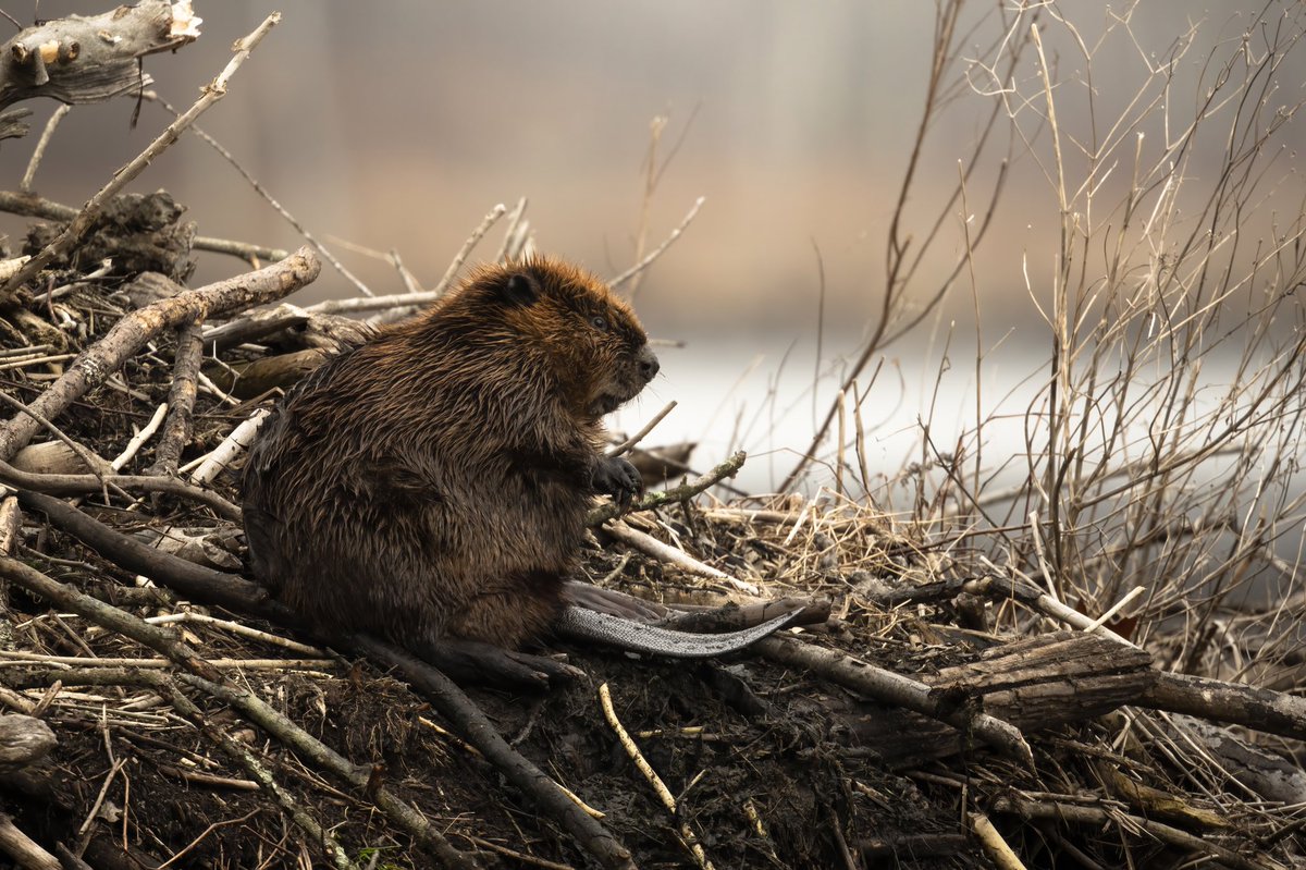 Beavers were highly active weekend, and these photos I took inspired me to learn more ab them! 

They are a rare example of a socially monogamous mammal which mates for life. They live in colonies, and parents share the lodge with their offspring until they are about 2 years old!