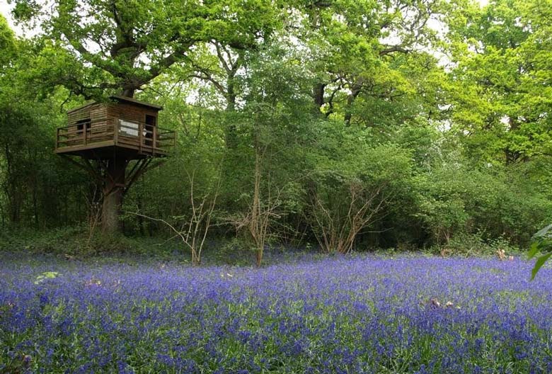 SelborneSoc's tweet photo. Perivale Wood in NW London is home to literally MILLIONS of native Bluebells! This month there are opportunities to see them & find out how this unique reserve is managed by volunteers for wildlife & people. See https://t.co/K5pJRaLzx6 for how to book.
#PerivaleWood #OpenMonth https://t.co/TIE7agVEzU