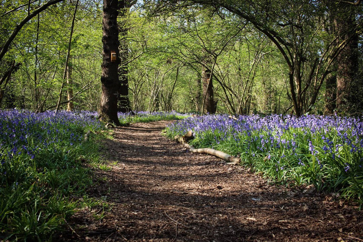 SelborneSoc's tweet photo. Perivale Wood in NW London is home to literally MILLIONS of native Bluebells! This month there are opportunities to see them & find out how this unique reserve is managed by volunteers for wildlife & people. See https://t.co/K5pJRaLzx6 for how to book.
#PerivaleWood #OpenMonth https://t.co/TIE7agVEzU