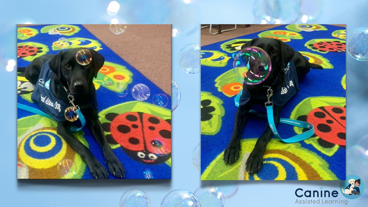 #animalassistedtherapy #animalassistedinterventions 🫧 are a great way to visualize emotions. Indie is helping visualize the bubble as a negative emotion, releasing it, and then watching it float away. Our Teams provide creative and therapeutic ways to help regulate emotions. 🫧