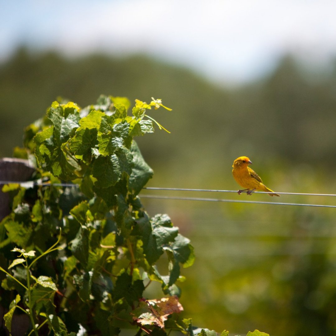 Os proponemos una experiencia única que combina naturaleza y observación de aves🐦 en la #RutadelVinoLaMancha @rutavinomancha, en una de las Zonas de Especial Protección de Aves (ZEPA).

experienciasrve.wineroutesofspain.com
¡Regala enoturismo! 🍷🍇

#regalaenoturismo #rve #enoturismo #vino