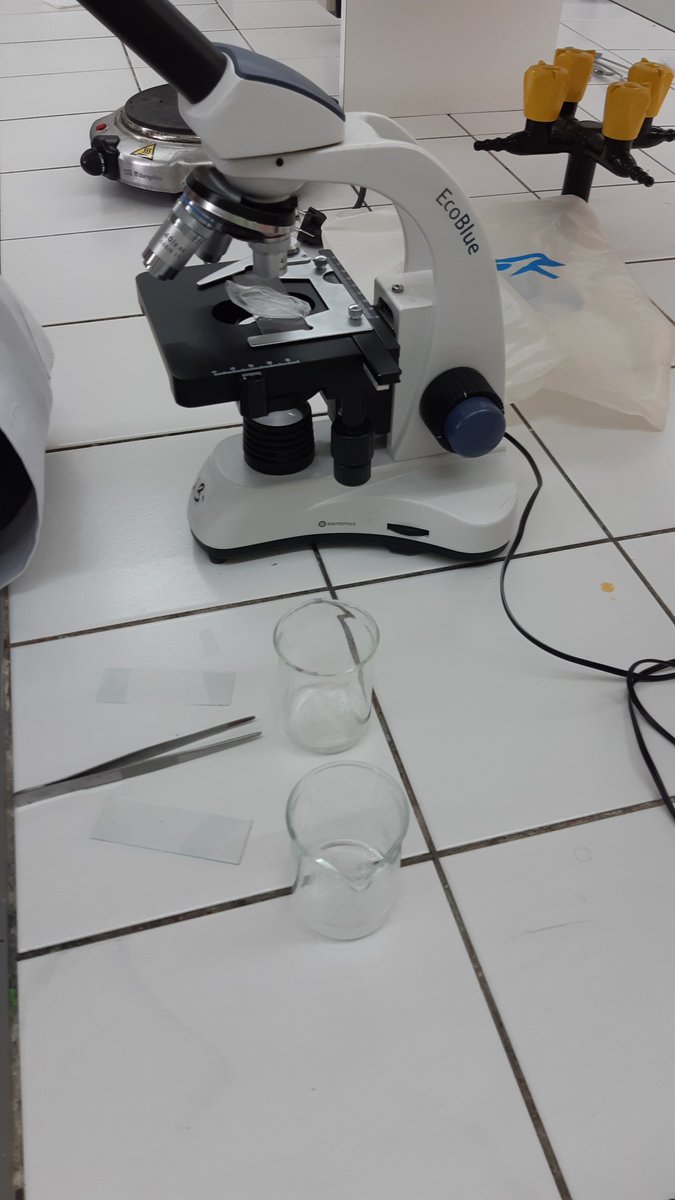 FEMMA_Setmana's tweet photo. A la segona pràctica de biologia els alumnes de batxillerat han observat com actuen les cèl.lules en diferents dissolucions 🔬 https://t.co/puC7kjeAkH