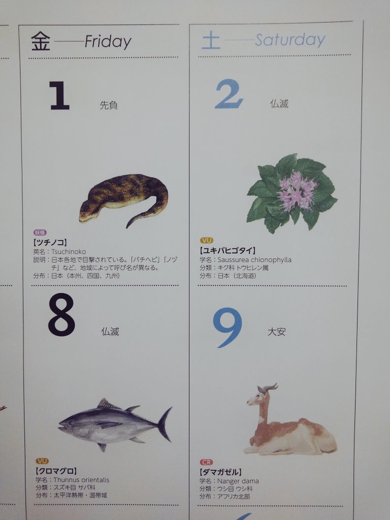 𝚂𝙾𝚁𝙰 絶滅危惧種カレンダー 地味にエイプリルフールを仕込んでいた T Co 45otkz8hfj Twitter