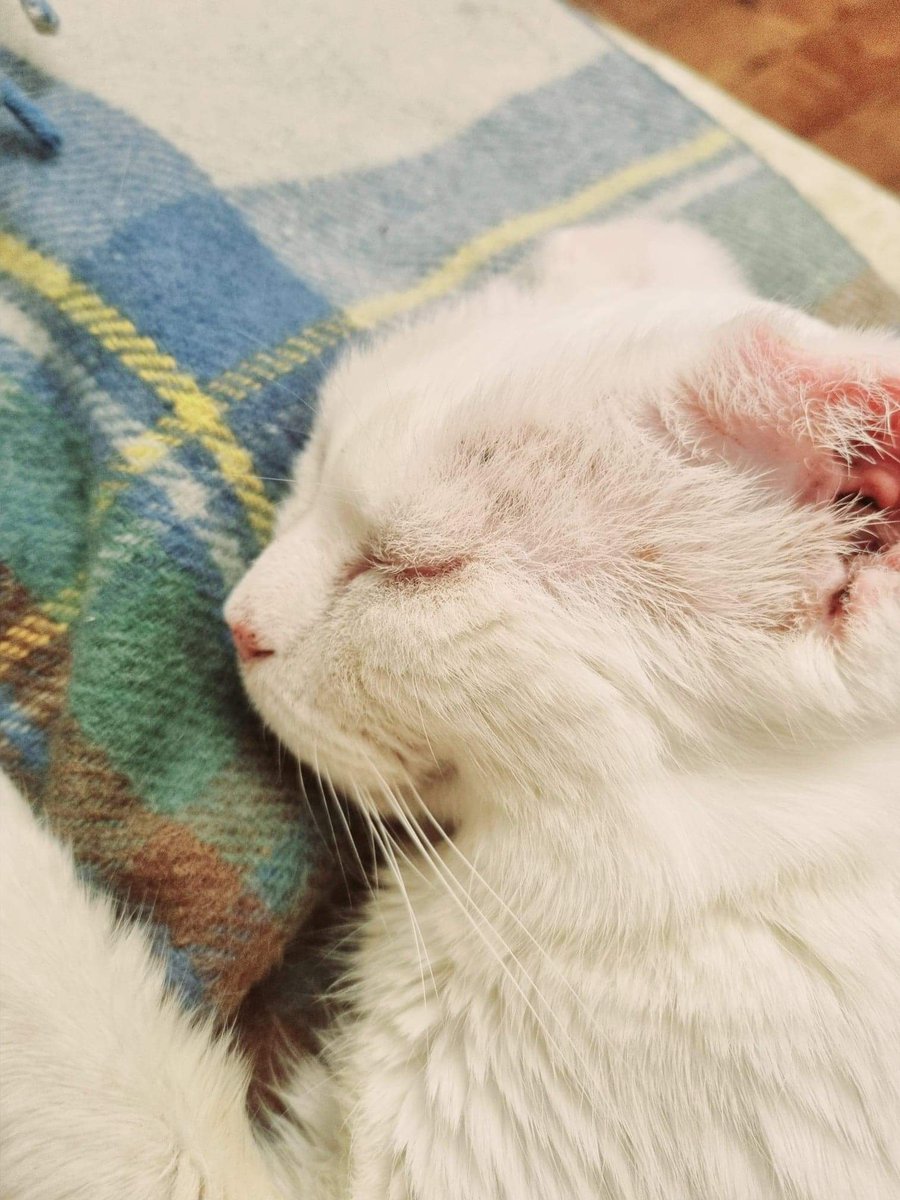 HarryCatTweets's tweet photo. Tuesday #snoozeday #CatsOfTwitter https://t.co/wa3uRz2eiM